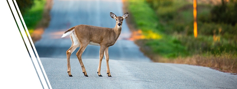 A deer crossing the road